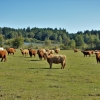 Pastviny u Návar